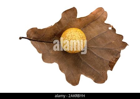 Oak gall apple on leaf of a common oak, Common oak gall wasp (Cynips quercusfolii), Germany Stock Photo