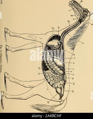 The stock owner's adviser; the breeding, rearing, management, diseases and treatment of domestic animals . revented from entering the lungs,but go onward into the oesophagus; after which the elasticmuscles of the epiglottis in an instant throw it back to its origi-nal position, and the windpipe is open again. The larynx is suc-ceeded by the trachea; running down the neck, it enters thethorax, and terminates at the base of the heart, where it dividesinto the right and left bronchi. It consists of forty or fiftyrings, the ends of which overlap posteriorly, forming a perfectexpansile tube. The en Stock Photo