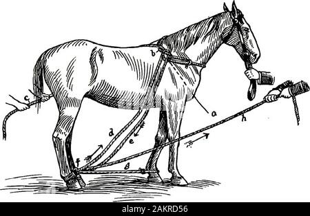 Restraint of domestic animals; a book for the use of students and practitioners; 312 illustrations from pen drawings and 26 half tones from original photographs . The double side line casting ropes of Over, Figure 157, con-sist of two %-inch ropes. One rope is 20 feet long, the otherone 25 feet long, and two hobble straps. Double the longerrope and at its middle make a loop to fit around base of neck,the knot being on the off side and loop near the withers (a).Pass the free end of the rope (e) through hobble strap ring onoff hind, then upward (a) through the collar loop (b); thenover the back Stock Photo