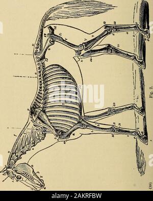 The stock owner's adviser; the breeding, rearing, management, diseases and treatment of domestic animals . ly, behind and below the os coronge and behind the os pedis,with both of which it articulates. The posterior extremity isunited to the trunk by the direct articulation of the pelvic archwith the femur and sacral vertebra. The entire arch is calledthe OS innominatum, or pelvis. The os innominatum is dividedinto three parts—the ilium, ischium, and pubis. The first boneof the hind extremity is the femur, or thigh bone. It is thelargest, thickest, and strongest bone in the body. The patella,t Stock Photo