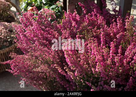 Flowers are near a flower shop on a city street. cultivated potted pink calluna vulgaris or common heather flowers standing in flowers shop outdoors i Stock Photo