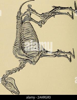 The stock owner's adviser; the breeding, rearing, management, diseases and treatment of domestic animals . he reader to locate the various bones of the body and tolearn their proper names. It will also aid in shortening our de-scription of the bones. Anatomists differ as to the number ofbones composing the skeleton, some enumerating all ossificbodies, including the teeth and sesamoids, which others elimi-nate; some, again, regard certain cranial bones as single, otherauthorities as double. It is of little practical importance whatview is taken; it will be found that there are about 216 separat Stock Photo