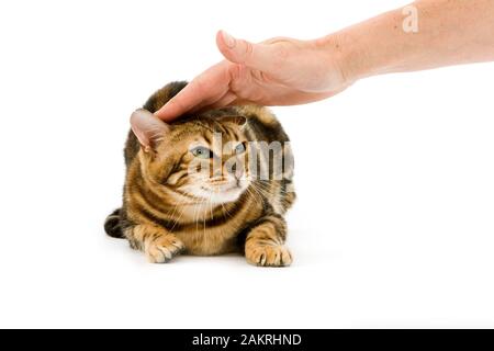 BROWN MARBLED TABBY BENGAL DOMESTIC CATN SCARED Stock Photo