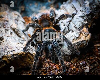 Tarantula Spider Vogelspinne Stock Photo Alamy