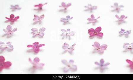 Spring background. Rows of many small purple and pink lilac flowers on white Stock Photo