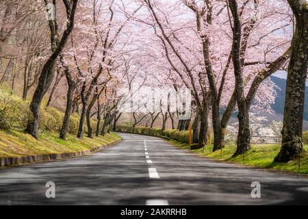 Beautiful view of Cherry blossom tunnel during spring season in April along both sides of the prefectural highway in Shizuoka prefecture, Japan. Stock Photo