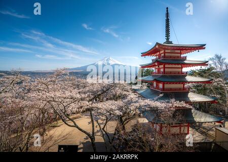 Fujiyoshida, Japan at Chureito Pagoda and Mt. Fuji in the spring with cherry blossoms full bloom during sunrise. Japan Landscape and nature travel, or