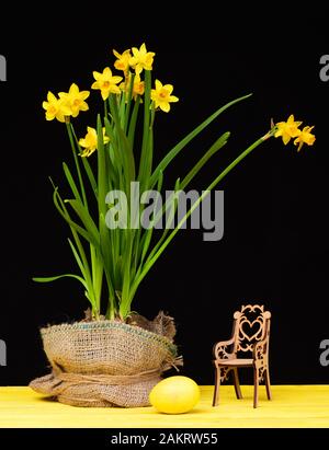 Narcissi flowers in pot wrapped with sackcloth and wooden toy chair standing nearby and big yellow painted egg for Easter on light wood table isolated Stock Photo