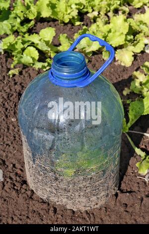 A mini greenhouse for young lettuce sprouts is made from a cropped plastic bottle. Rural technology concept Stock Photo