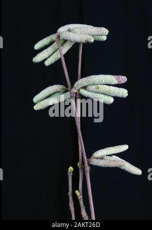 Alder tree seed containers  on forest branches. Night macro on a black background. Stock Photo