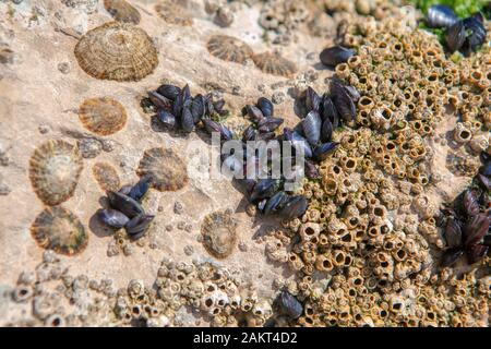 close up image of seashells on the beach Stock Photo