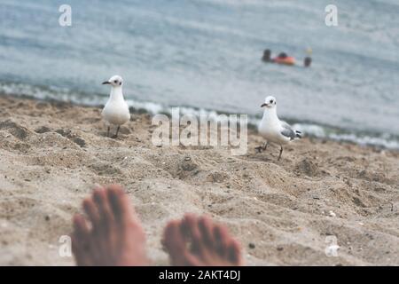 relaxing on the sandy beach with seagulls Stock Photo