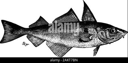 First lesson in zoology : adapted for use in schools . ecunner (Tautogo-labrus adspersus), whose anatomy is represented by Figs.139, 140. Passing over the tautog, the voracious wolf-fish{Anarrhichas), the blennies (BlennidcB), iu which the bodyis long and narrow, and viviparous eel-pout (Zoarces), thecottoids or sculpins, and a number of allied forms, we come TEE BONT FISHES. 163 to the hake {Merlucius Ulinearis), the haddock (Melano-arammus mglefinus, Pig. 167) and cod {Gadus morrhua,Fig. 168), all of which extend northwards from Cape Hat-teras, the cod abounding on both sides of the Atlantic Stock Photo