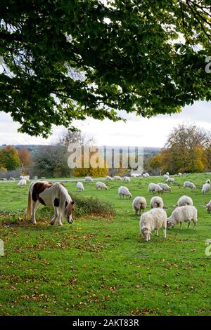 Herd of sheep and a horse on green pasture Stock Photo - Alamy