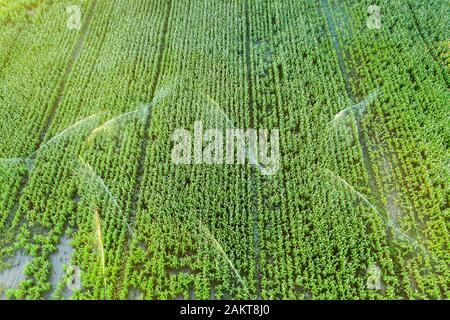 Farmland with watering. Aerial view. Stock Photo