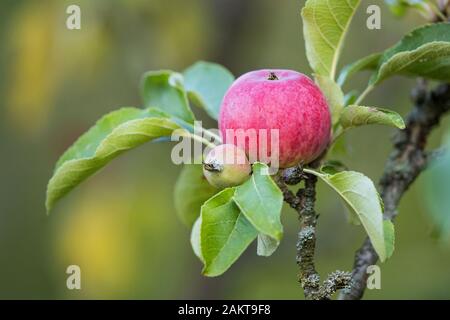 Red apple (Malus domestica) hanging on apple tree Brandeburg, Germany Stock Photo