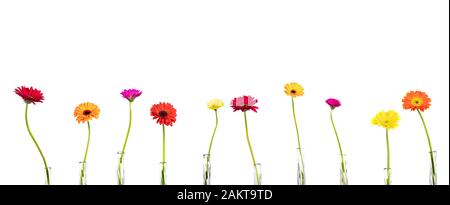 Flowers gerberas in vases on white background, free copy space, panorama, isolated Stock Photo
