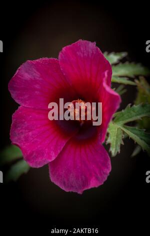 Beautiful deccan hemp or hibiscus cannabinus flower blooming with green leaves ,commonly known as Indian Hemp flower Stock Photo