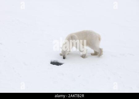 Polar bear by seal hole on sea ice, Arctic Stock Photo