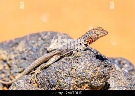 Lava Lizard sunning itself on Bartolome Island Stock Photo