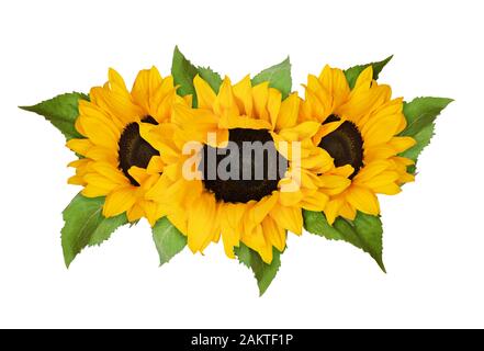 Three yellow sunflowers and green leaves in summer arrangement isolated on white. Flat lay. Top view. Stock Photo