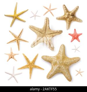 Set of different starfish isolated on a white background, top view Stock Photo