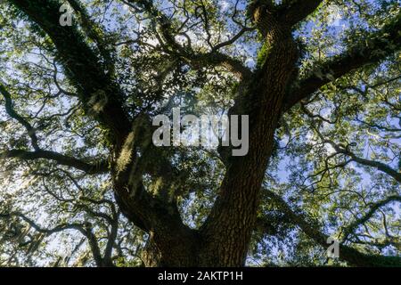 The live oaks is Savannah’s favorite tree, ornamenting streets, parks and cemeteries across the city. The live oaks is Savannah’s favorite tree, ornamenting streets, parks and cemeteries across the city.