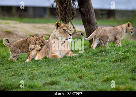 Two of seven new lion cubs in their enclosure at the West Midlands Safari Park in Kidderminster, Worcestershire. Stock Photo