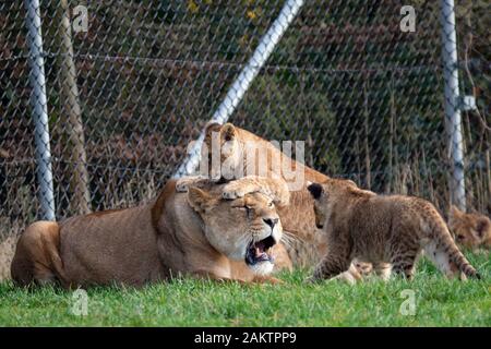 Two of seven new lion cubs in their enclosure at the West Midlands Safari Park in Kidderminster, Worcestershire. Stock Photo