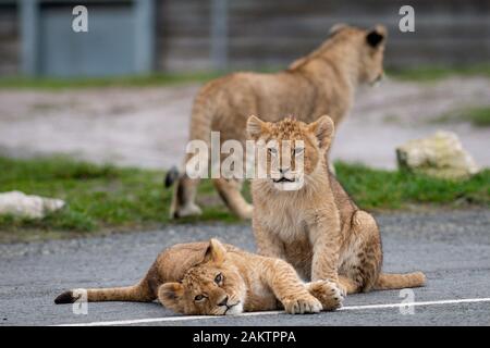 Two of seven new lion cubs in their enclosure at the West Midlands Safari Park in Kidderminster, Worcestershire. Stock Photo