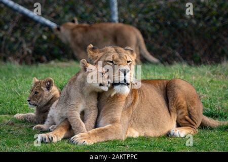 Two of seven new lion cubs in their enclosure at the West Midlands Safari Park in Kidderminster, Worcestershire. Stock Photo