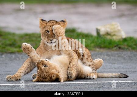 Two of seven new lion cubs in their enclosure at the West Midlands Safari Park in Kidderminster, Worcestershire. Stock Photo