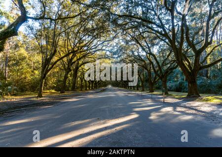 The live oaks is Savannah’s favorite tree, ornamenting streets, parks and cemeteries across the city.
