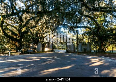 The live oaks is Savannah’s favorite tree, ornamenting streets, parks and cemeteries across the city. The live oaks is Savannah’s favorite tree, ornamenting streets, parks and cemeteries across the city.