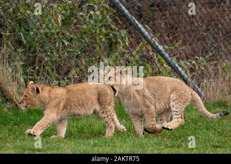 Two of seven new lion cubs playing in their enclosure at the West Midlands Safari Park in Kidderminster, Worcestershire. Stock Photo