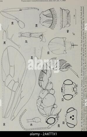 Tijdschrift Voor Entomologie Van Achterberg Genera Of Bracomni 55 C C O X O O 1 5 Lt U U O Rto O Rt I I Qj