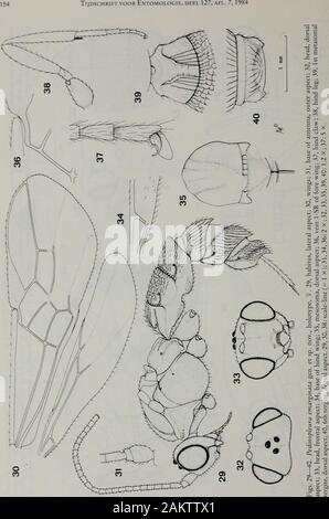 Tijdschrift Voor Entomologie Van Achterberg Genera Of Bracomm 163 Figs 149 152 Apotosoma Melateles Gen Et Sp Nov Holotvpe F 149 1st Th Metasomal Tergites Dorsal As Pect 150 Apex Of Antenna 151 1st 4th