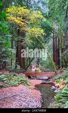 Stream Through Redwood Forest Stock Photo