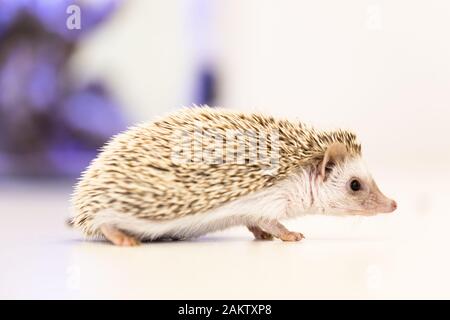 cute baby hedgehog pet on a white table isolated to a white background. Stock Photo