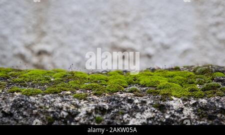 Green moss on the ground, moss closeup, macro. Blur white wall background, copy space, Stock Photo