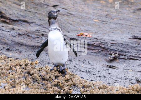 Galapagos Penguin  on Isabela Island Stock Photo