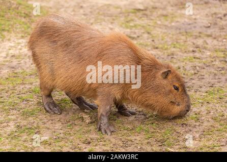 A photograph of a Capybara in a zoo. Stock Photo