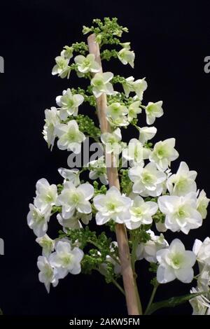 White Oakleaf Hydrangea 'Hydrangea Quercifolia' Snow Queen ('Flemygea') Flowers on Display at the Harrogate Spring Flower Show. Yorkshire, England. Stock Photo