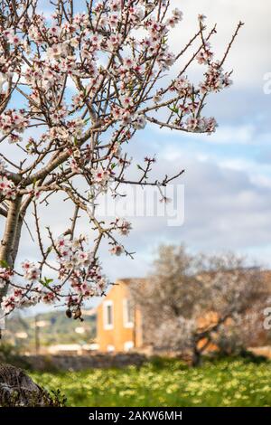 Almond blossom season in Mallorca, Balearic Islands, Spain Stock Photo