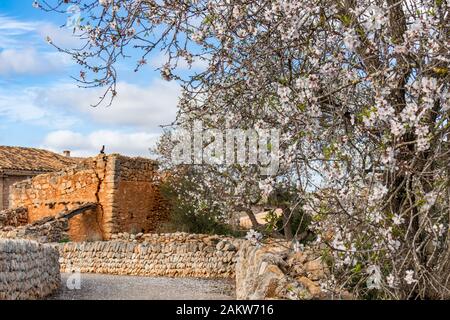 Almond blossom season in Mallorca, Balearic Islands, Spain Stock Photo