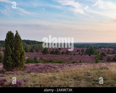 Lueneburg Heath, view from 'Wilseder Berg' (hill Wilsede) Stock Photo