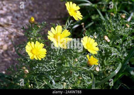 Kronenwucherblume (Glebionis coronaria), auch Garland-Chrysantheme, Salatchrysantheme oder Speisechrysantheme, Marfa Ridge, Mellieha, Malta Stock Photo