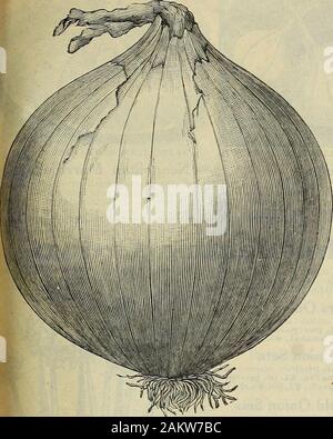 The Maule seed book : 1917 . WM. HENRY MAULE, Inc., PHILADELPHIA. PA. Vegetable Seeds—67 The Southport Globe Onions. ONIONSEED Is one ofour bestleadingspecial-ties ; youwill makeno mis-take insendingus all ofyourONIONSEEDordersthis year. I Stock Photo