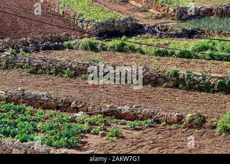 typische Agrarlandschaft mit Kleinfeldwirtschaft zwischen Kalkstein- Trockenmauern auf Malta , Mellieha, Malta Stock Photo