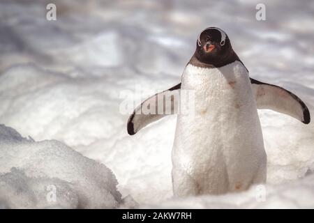 Gentoo penguin spreading his wings, standing on white snow in the wild nature of Antarctica, viewed in close-up from the front on sunny day Stock Photo
